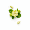 Garcinia Cambogia