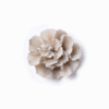 Maitake