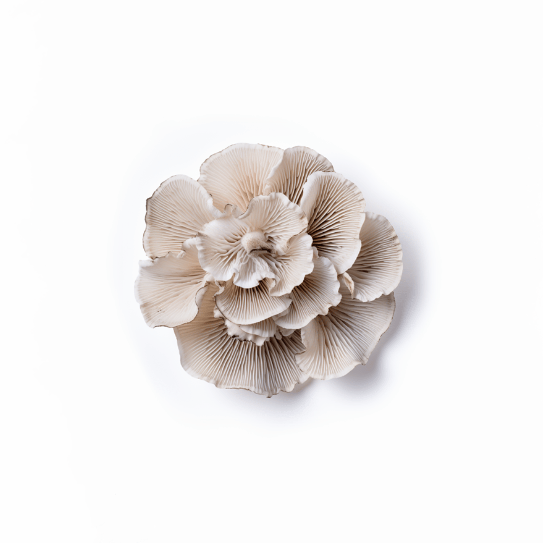 Maitake