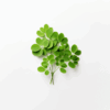 Moringa