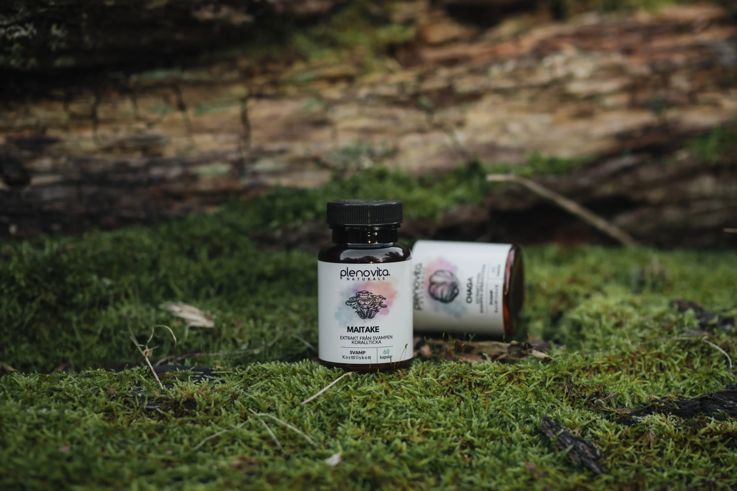 Maitake och Chaga i skogen